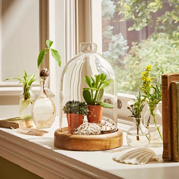 Natural History Museum Mango Wood Cloche - Image 2