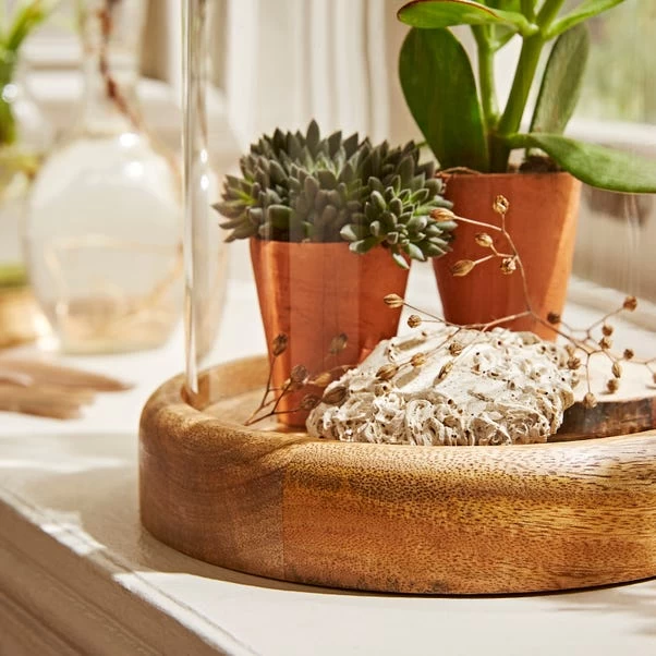 Natural History Museum Mango Wood Cloche - Image 4